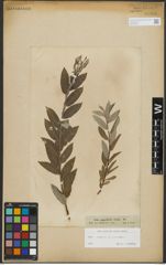 Foto von Salix repens L. x Salix viminalis L.